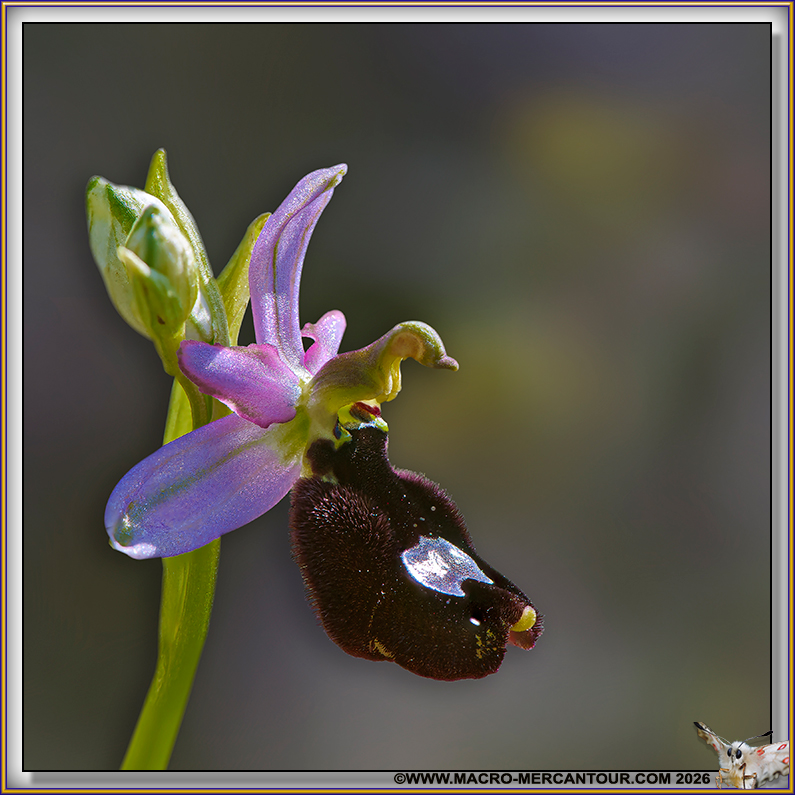 Ophrys Aurelia